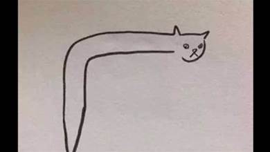 他「畫了一隻貓咪」被老師打0分！貓咪本尊現身老師認錯：給你100分