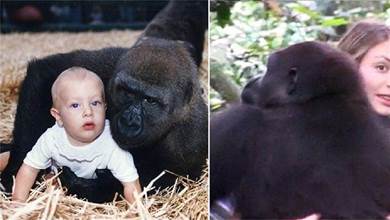 黑猩猩和18個月女嬰一起玩，當23年後再重逢，黑猩猩輕柔的動作令人淚奔