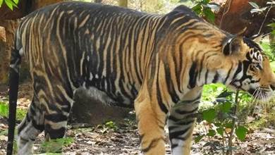印發現一頭罕見的野生黑虎，一身厚厚黑色條紋，是最稀有老虎之一
