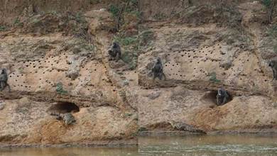 狒狒入侵鱷魚巢穴 在母鱷的面前吃光了鱷魚蛋