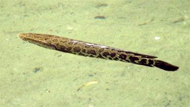 被美國人稱為「魚斯拉」的中國黑魚多恐怖？體長超1米，離水也能活，逮啥吃啥
