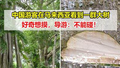 中国游客在马来西亚看到一群大树，导游再三叮嘱：不能碰~