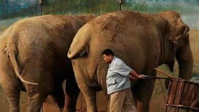 大象的產肉量那麼高，人類為什麼不養大象吃？大象：人類耗子尾汁