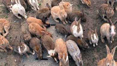澳大利亞野兔肆虐，人兔大戰持續150多年，結果人類完敗