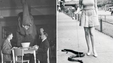 古時候的人腦洞有多大? 20張古人的瘋狂生活歷史照片，1930年，遛蛇成為一種時尚！