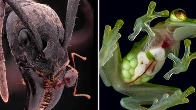 28張活久未見的照片，體型巨大的兵蟻準備吃掉一隻小紅蟻，堪比星際片怪獸！