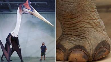 29張罕見的照片，#5是地球上最大的飛行動物，大象出汗腳指先濕