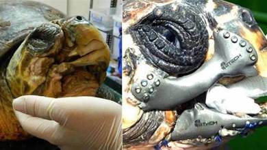 30張活久見的照片，海龜被螺旋槳打傷，科學家用3D製作鈦合金喙，現在變成了賽博朋克龜