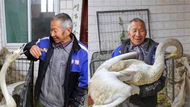 萬物皆有靈，60歲阿貝溝底放羊撿到受傷大鳥，救治10天後出現神奇1幕：現實版人鳥情