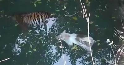 喜馬拉雅山下出現一老虎，尾隨野豬伺機狩獵，卻雙雙掉進水井