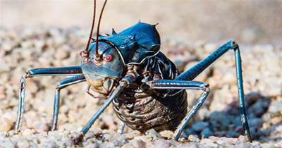 非洲「最危險」的蟋蟀，不僅會噴射毒液，還會捕獵小鳥