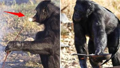 世界上最聰明的大猩猩，生火做飯20年，不吃香蕉吃燒烤，你想嘗嘗它的手藝嗎