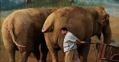 大象的產肉量那麼高，人類為什麼不養大象吃？大象：人類耗子尾汁