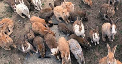 澳大利亞野兔肆虐，人兔大戰持續150多年，結果人類完敗