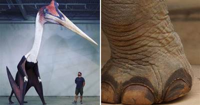 29張罕見的照片，#5是地球上最大的飛行動物，大象出汗腳指先濕